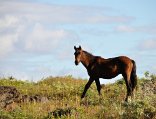 EasterIsland_426_02