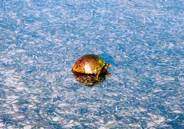 San Pedro - Ambergris Caye