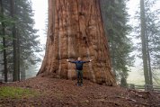 Sequoia_8848