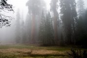 Sequoia_8852