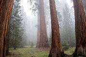 Sequoia_8860