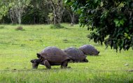 Ecuador_1716