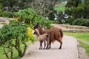 Ecuador_1398