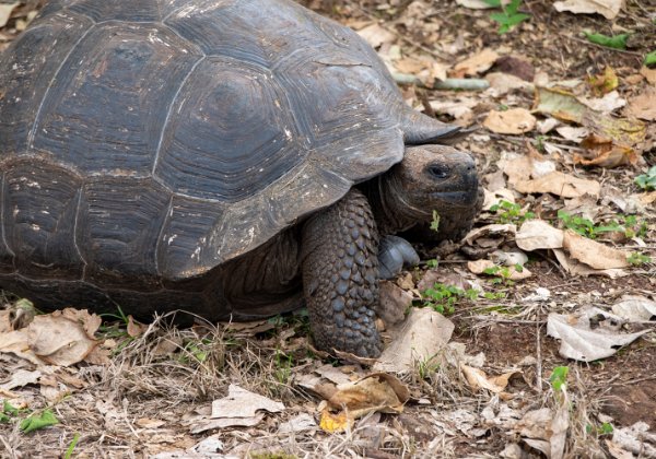 Galapagos